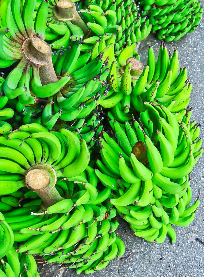 Bunch of bananas stock photo. Image of grow, ecuador 27554748