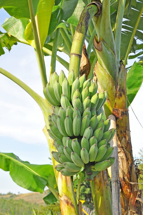 Bunch of bananas on the plant – License Images – 693890 ❘ StockFood