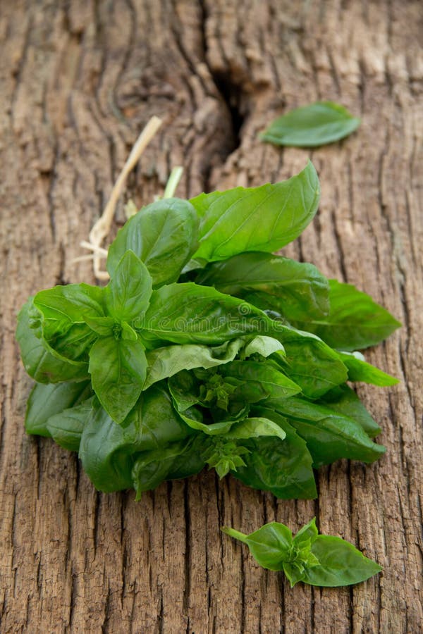 Bunch of basil stock image. Image of table, green, spice - 33275891