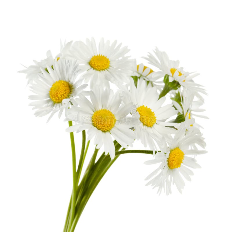 Bunch of Beautiful Daisy Flowers on White Background Stock Photo