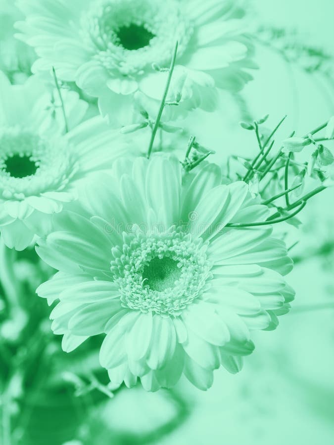 Green Mint Pastel Color and Ambient Shade Light Background