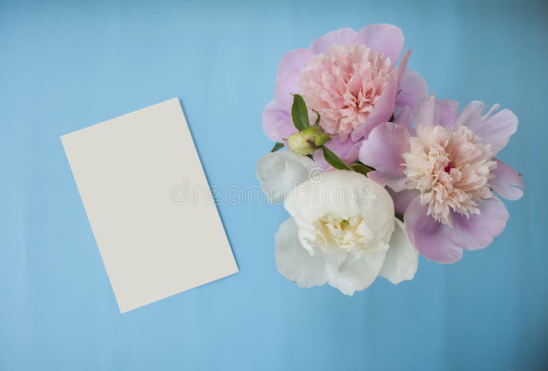 Bunch of peonies on blue background.