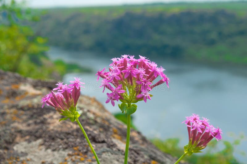 Bunch of beautiful pink delicate flowers Silene Bugska of the fa