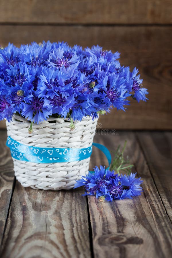 A bunch of beautiful summer flower of Cornflower in the white bu