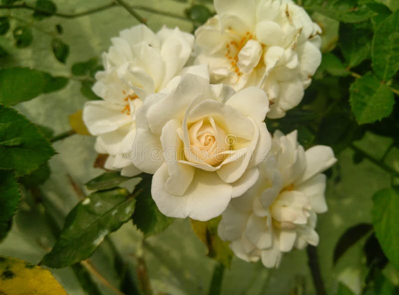 Bunch of Beautiful White Rose Flowers Blooming in the Branch of Green ...