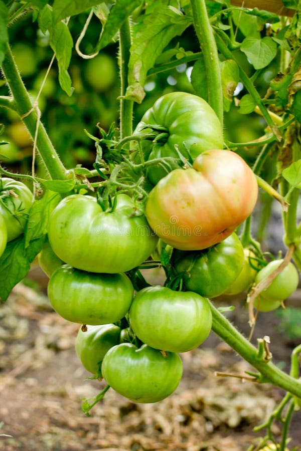 Bunch of big green tomatoes on a bush