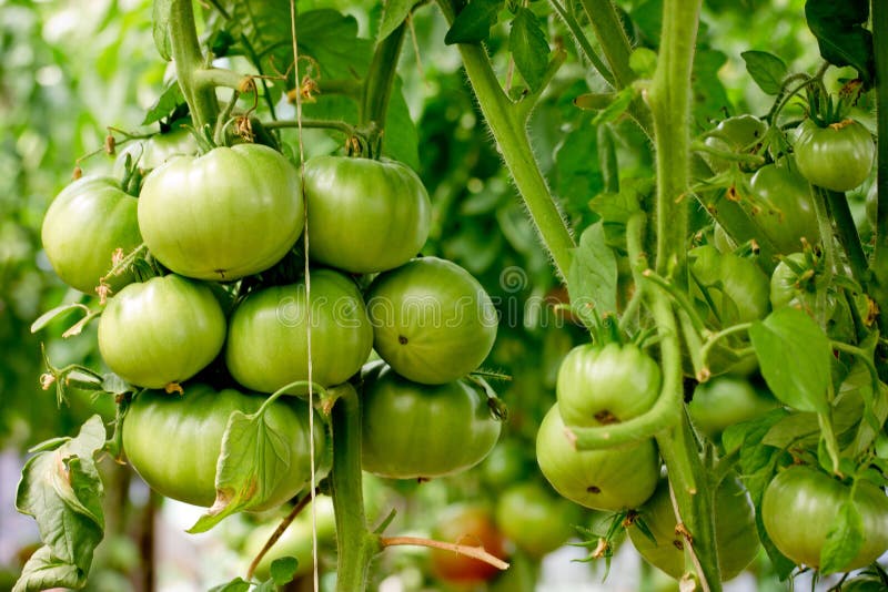 Bunch of big green tomatoes on a bush