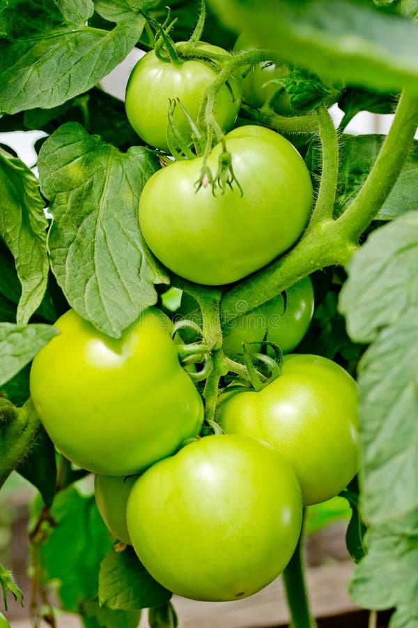 Bunch of big green tomatoes on a bush