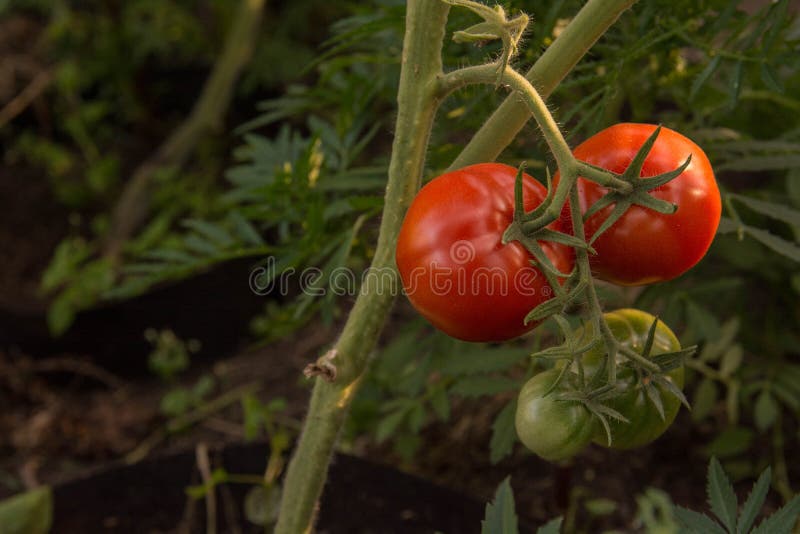 Bunch of big green tomatoes on a bush, growing selected tomato in a greenhouse.Green tomatoes among the branches. Natural and