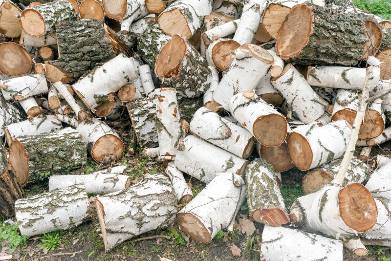 A bunch of birch logs, firewood harvesting royalty free stock image