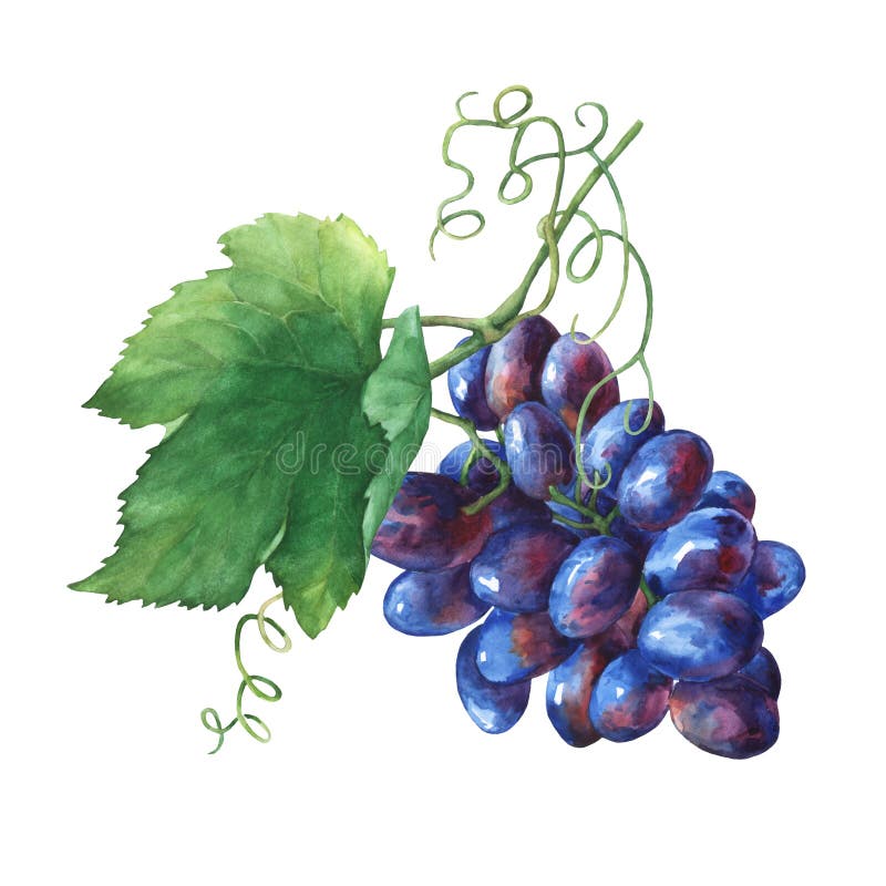 Bunch of black fresh grapes.