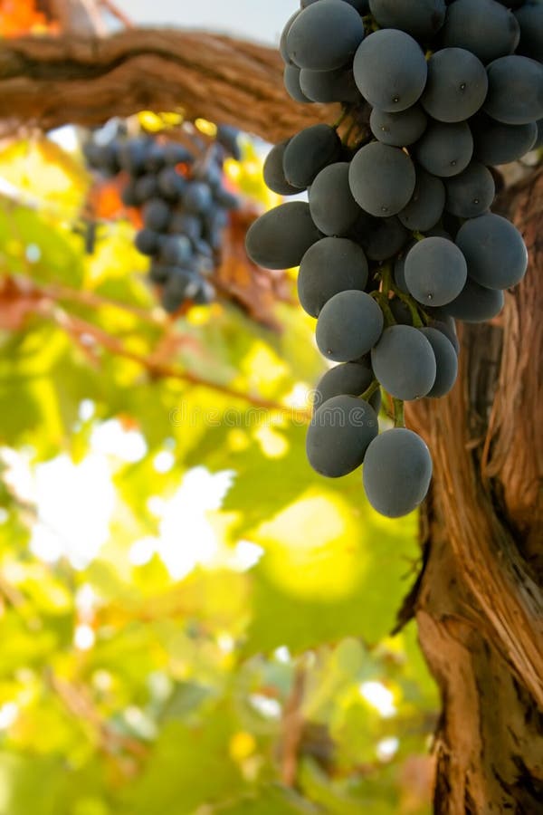 Bunch of black ripe wine grapes on the vine
