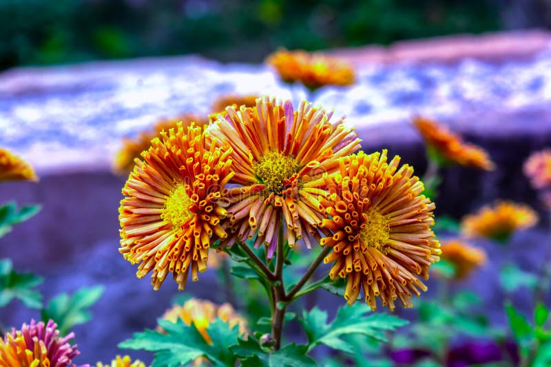 A bunch of blooming orange color chrysanthemum flower in a garden stock photo A bunch of blooming orange color chrysanthemum flower in a garden stock photo