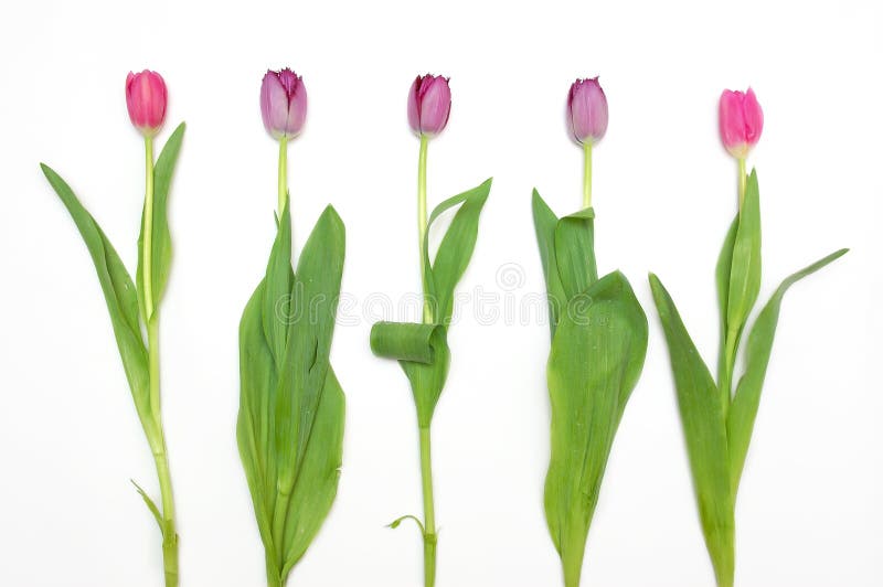Spring Tulip Flowers in a Row Isolated on White Stock Image Image of nature, colorful 18280487