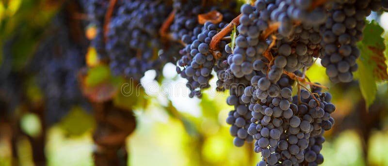 Blue grapes hanging on vineyard in autumn day