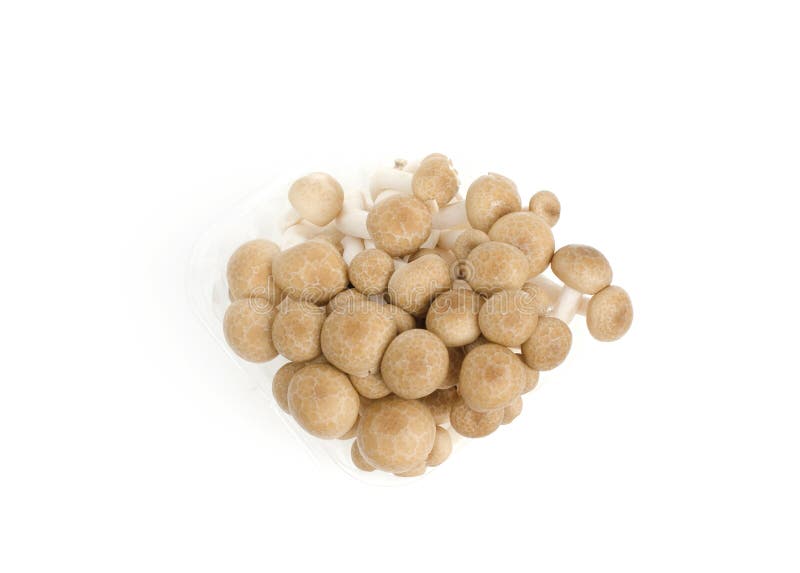 Bunch of Brown Beech Shimeji Mushroom Stock Image Image of mushrooms