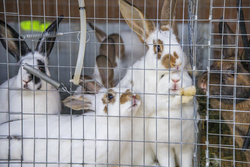 Bunch of bunnies in a cage stock photo. Image of animals 221251338