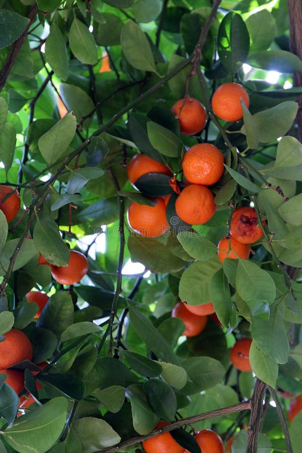 Close Up of Branches of a Calamondin Orange Tree Filled with Ripe