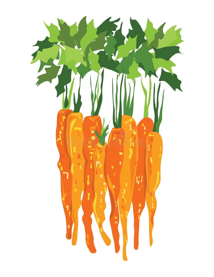 Bunch Carrots Stock Illustrations 634 Bunch Carrots Stock