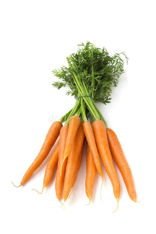 Bunch Of Carrots With Green Leaves In A Man Hand Stock Image Image of