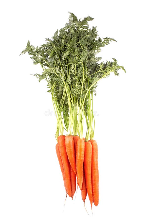 Bunch of Carrots with Green Leaves Isolated on White Stock Image