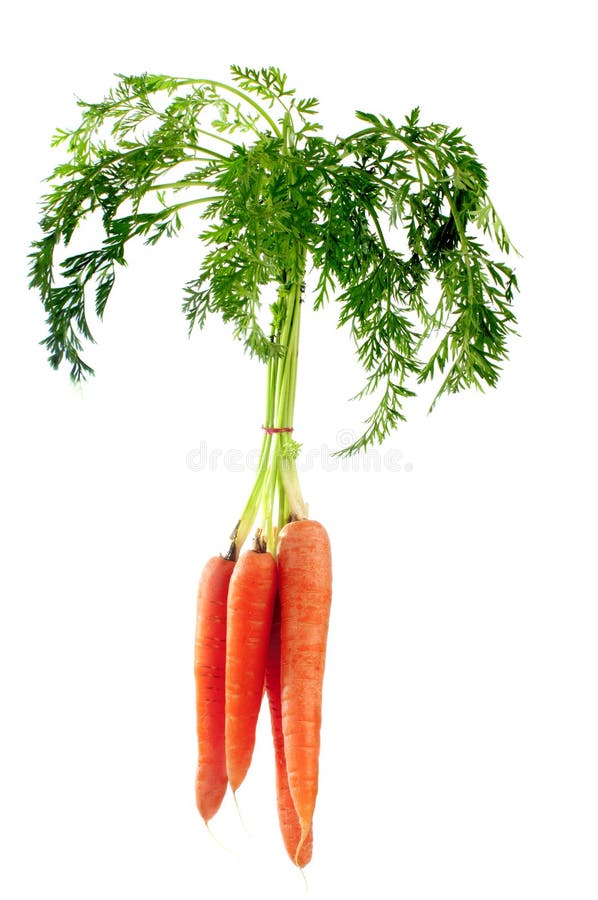 Bunch of Carrots with Leaves Stock Image Image of healthy
