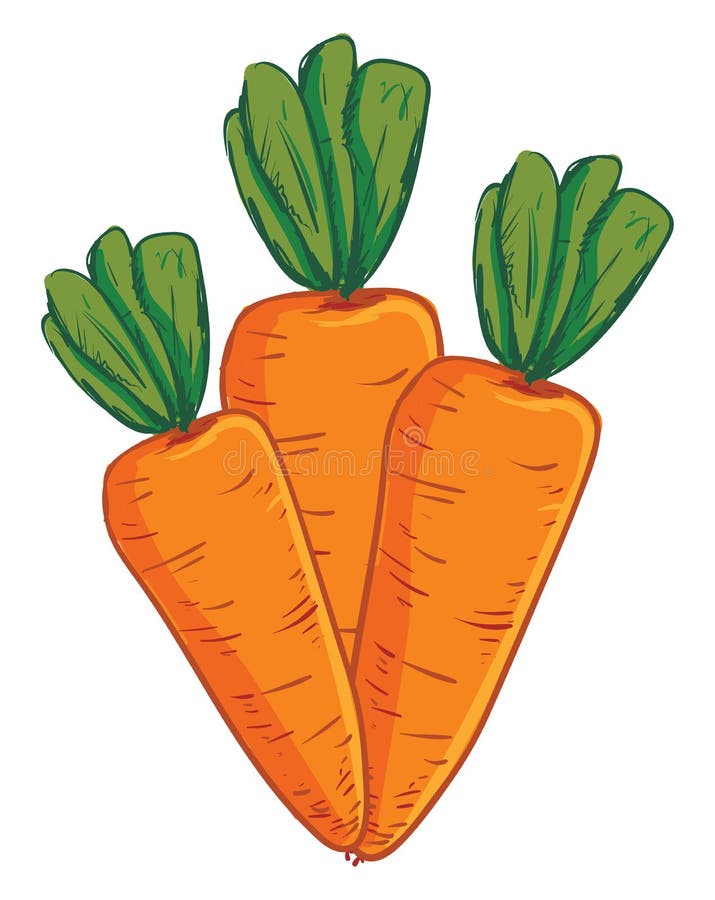 A bunch of 3 carrots, vector or color illustration