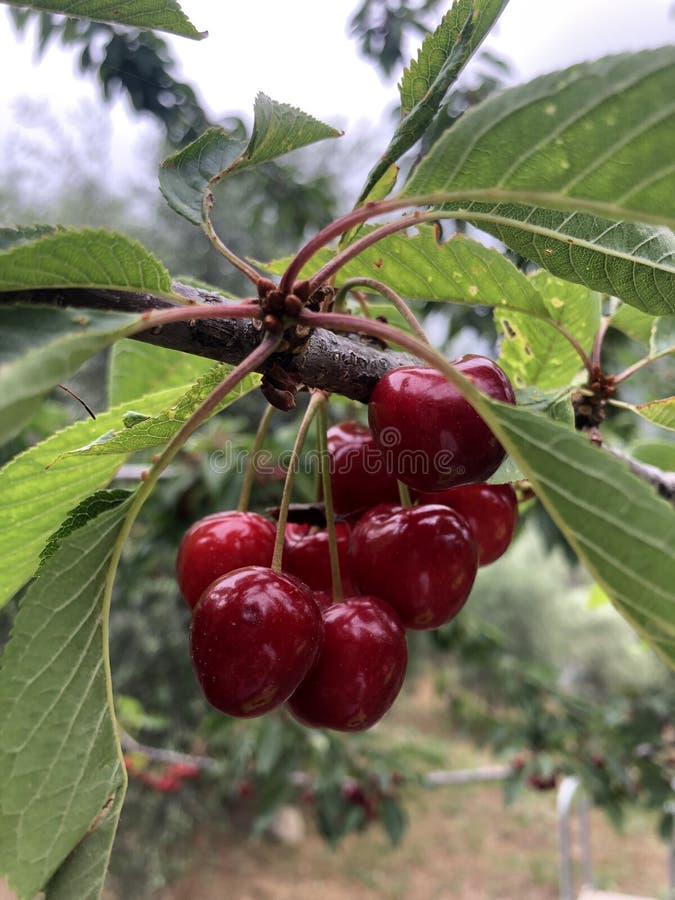 A bunch of cherries stock image. Image of cherry, fruits 20342261