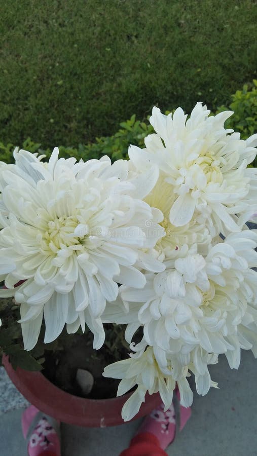 Bunch of chrysanthemum stock photo. Image of garden, bouquet 12358146