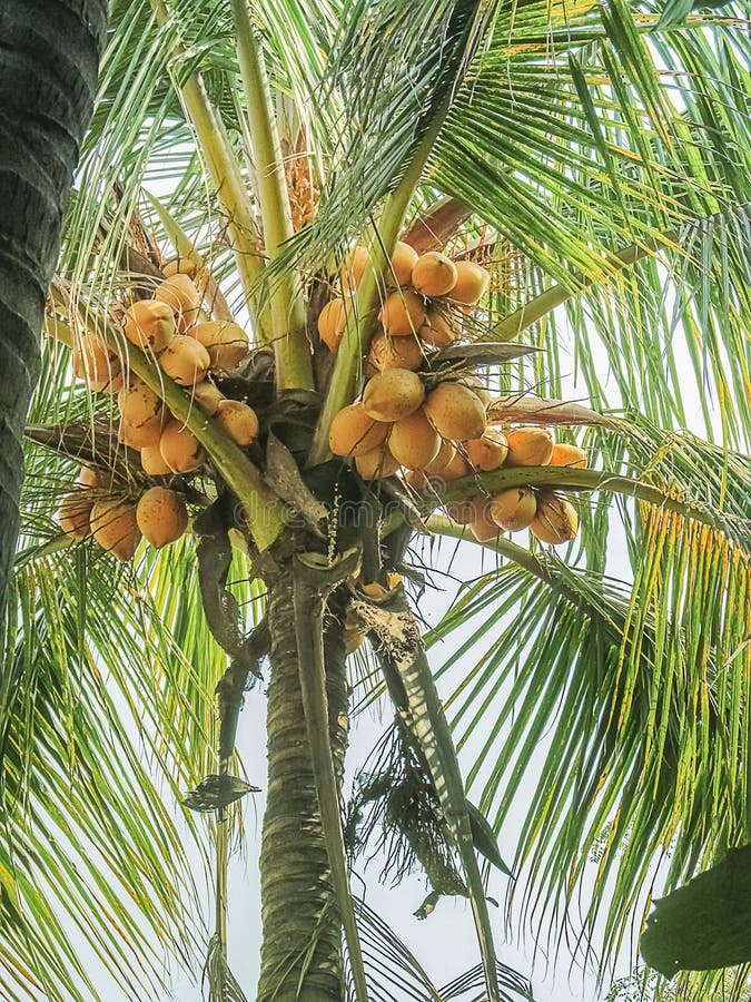 BUNCH of COCONUT FRUITS GROWING on the TREE. Stock Image Image of