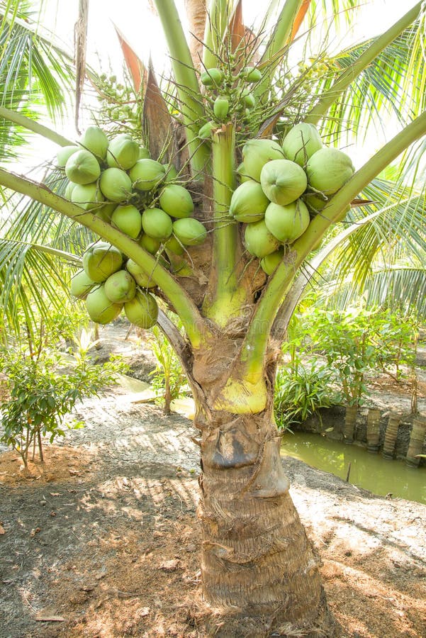 Bunch of Coconuts on Coconut Tree stock image