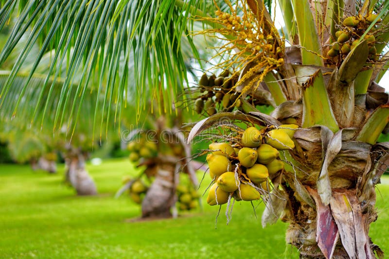 A Bunch of Coconuts Ripening on a Dwarf Coconut Tree on the Big Island ...