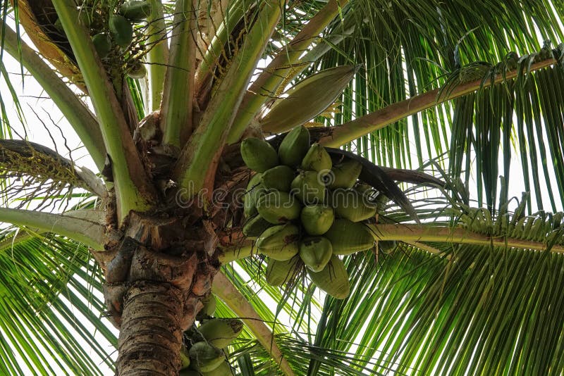 Bunch of Coconuts Under a Palm Tree royalty free stock photography Bunch of Coconuts Under a Palm Tree royalty free stock photography