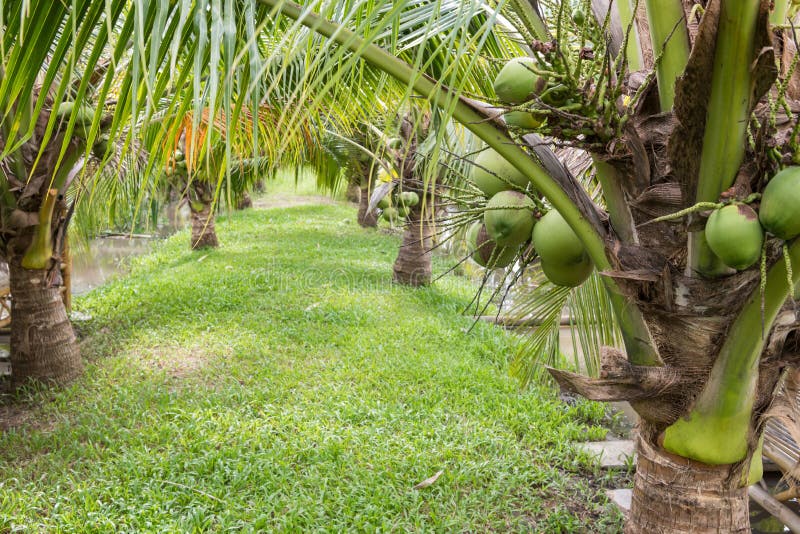 Bunch of Cononuts on Dwarf Coconut Tree Farm Stock Photo - Image of ...