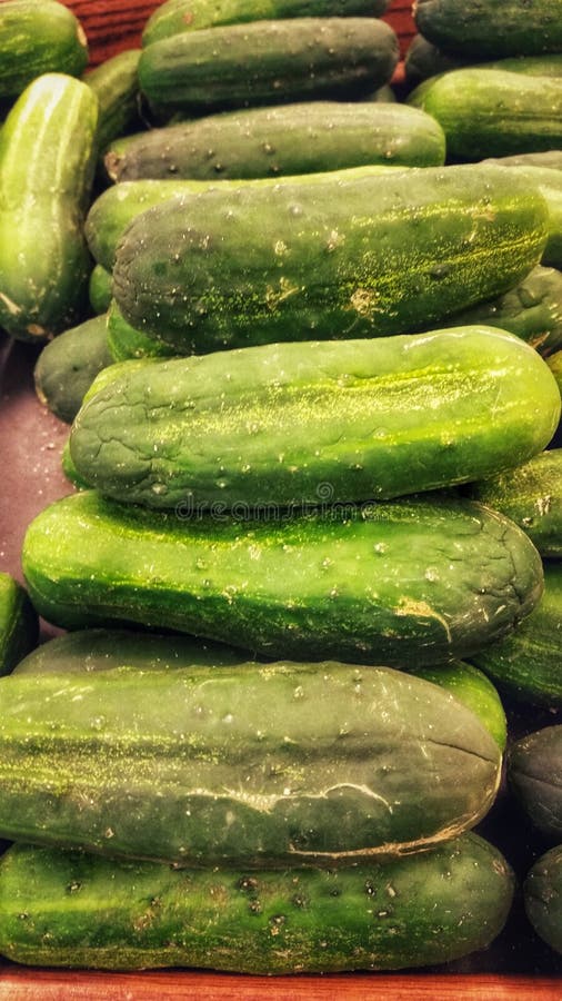 A Bunch of Cucumbers in the Market Stock Photo Image of cucumber