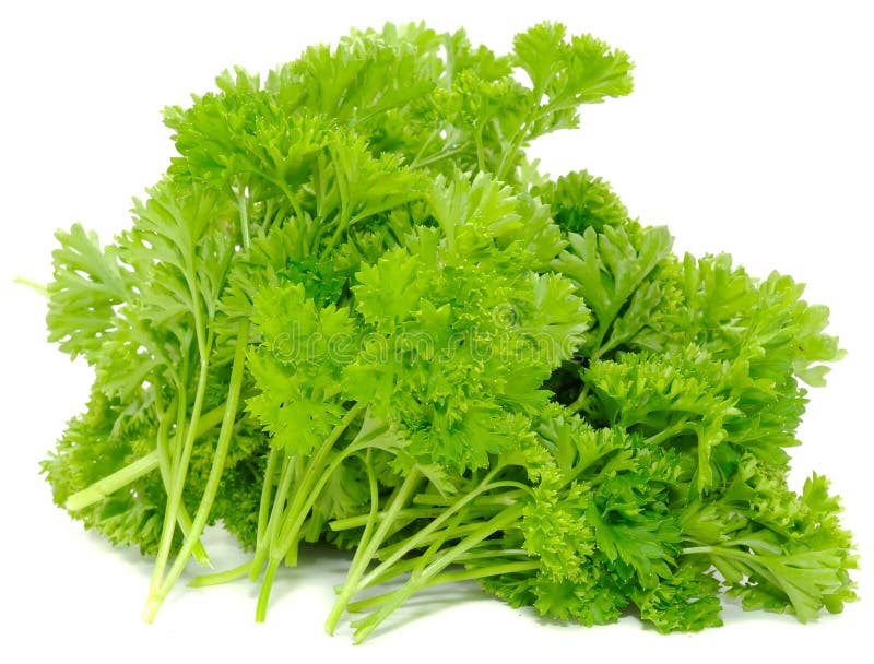 Bunch of Curly Parsley