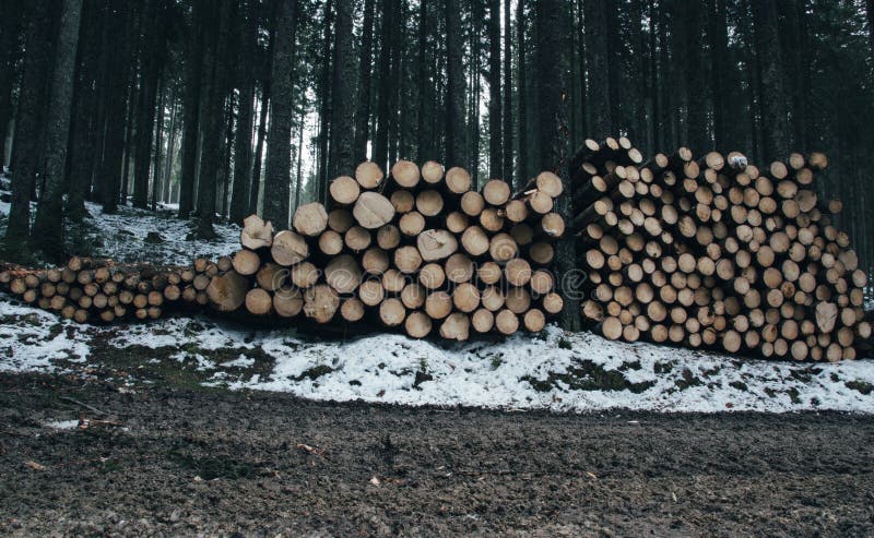 A bunch of cut wooden logs piled in a forest.