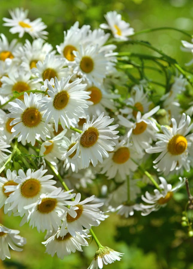 Bunch of Daisy Flowers in Sunlight Stock Photo - Image of countryside