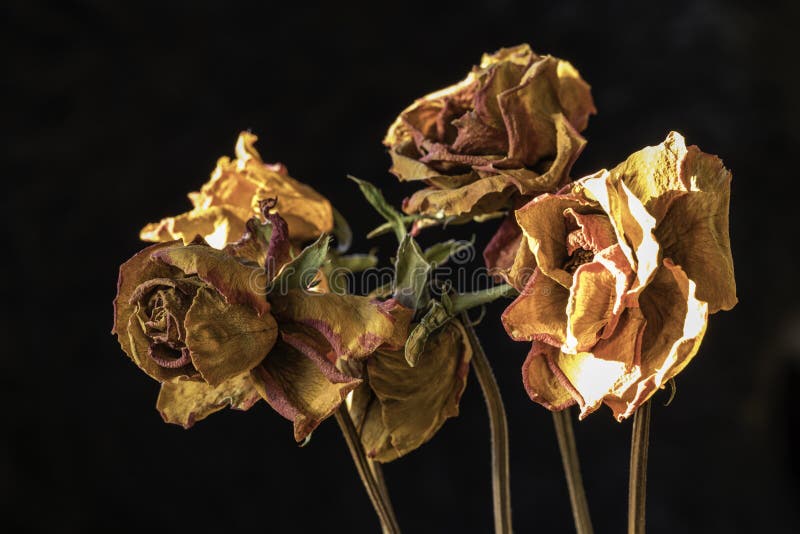 Dry Red Roses. Dead Flowers, Faded. Rose Bouquet, Close Up. Dying Love