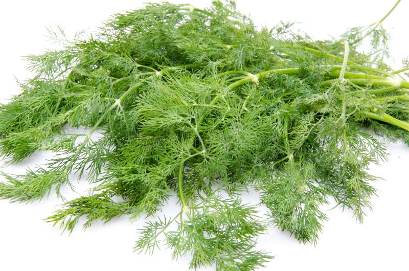 Bunch of dill stock image. Image of white, nature, vegetable 42329775