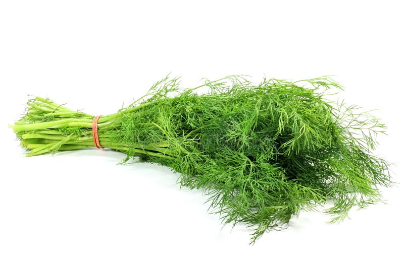 Bunch of dill stock photo. Image of aromatic, graveolens 65995640