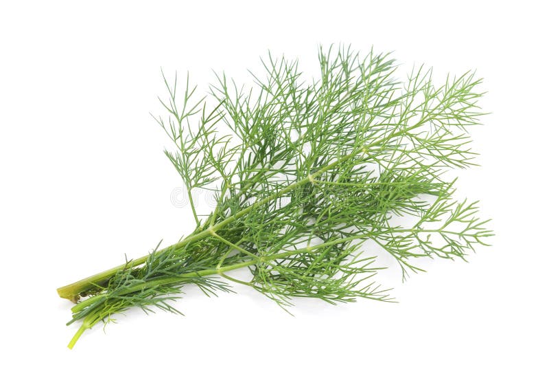 A bunch of dill. stock photo. Image of kitchen, vegetable 81915942