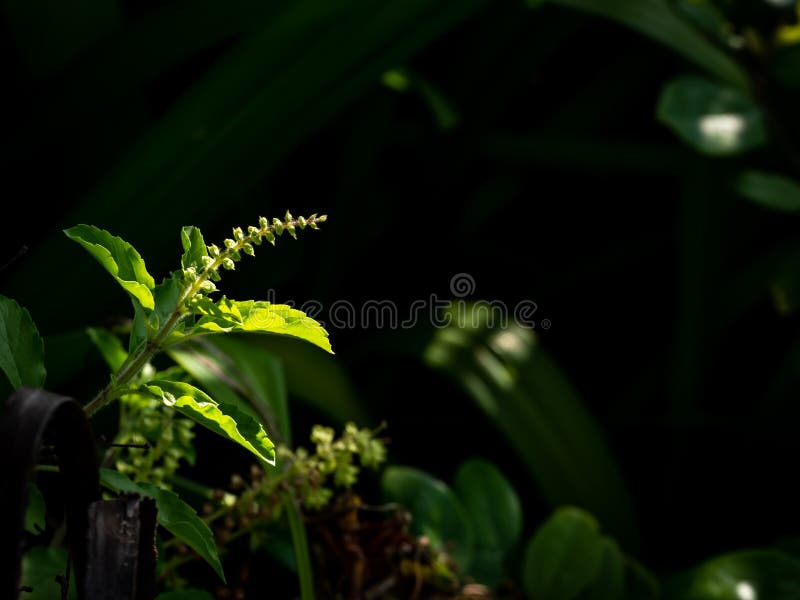Bunch of Dry Basil Flowers stock photo. Image of flora 258342716