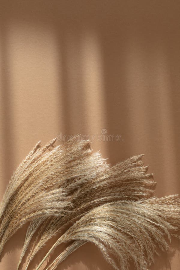 Bunch of dry flowers pampas grass reeds on beige background. Minimalistic, modern and trendy concept top view and vertical