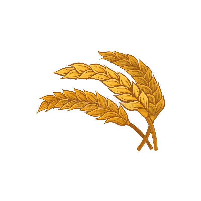 Bunch of dry wheat ears. Cereal plant. Healthy and natural agriculture. Graphic element for logo of bakery shop or
