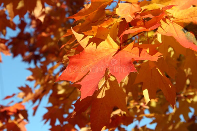 A bunch of fall leaves stock image. Image of fall, outdoor 6822923