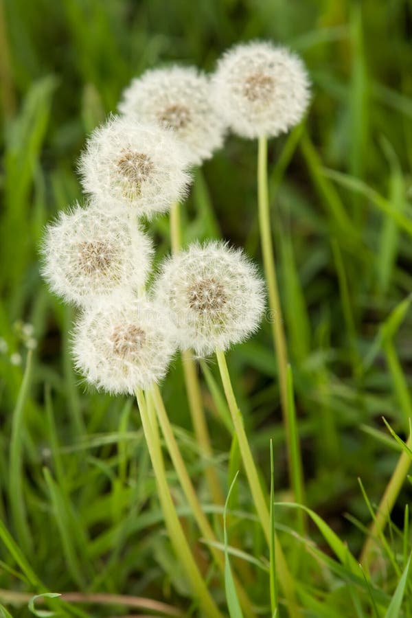 Bunch of fluffy white dandelions