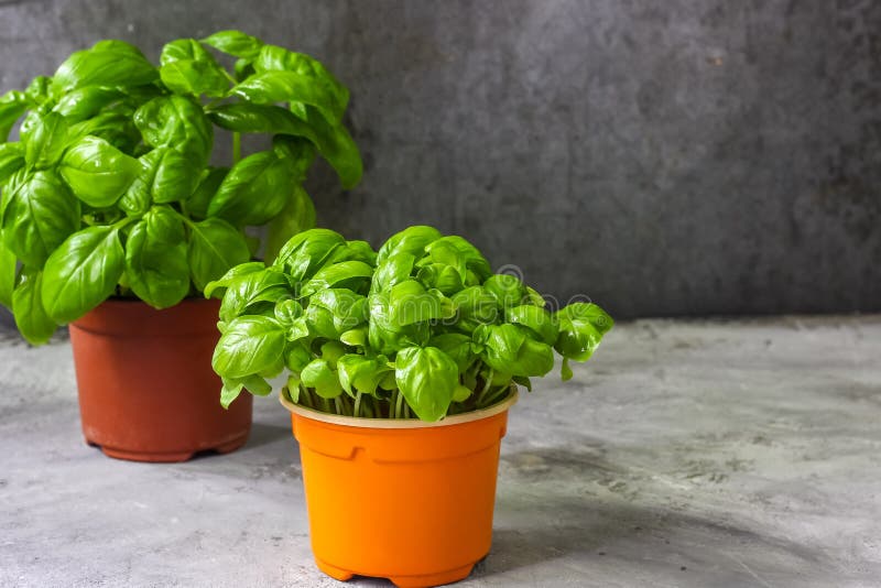Bunch of Fresh Basil on Concrete Background. Stock Photo - Image of