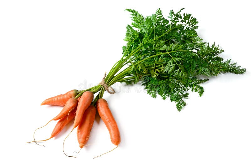 Bunch fresh carrots isolated on white. Vegetables from garden.