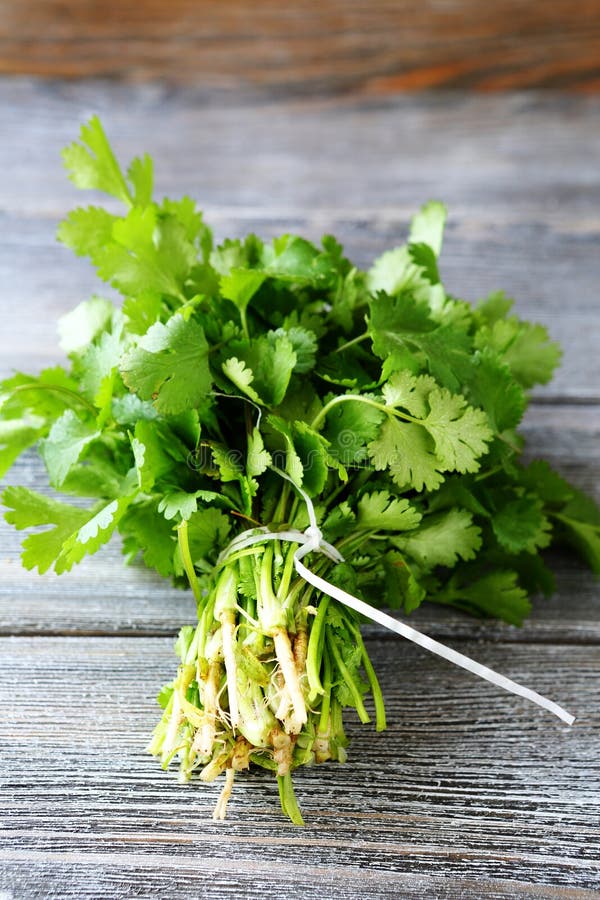 Bunch of Fresh Cilantro on Wooden Boards Stock Photo Image of green